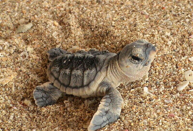 Makran Coast at Risk of Environmental Disaster