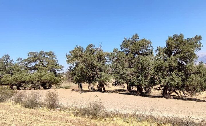 درختان کهنسال روستاهای کزج و مزرعه خلخال ثبت ملی شد