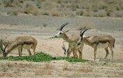 سرشماری تابستانه حیات وحش در لرستان آغاز شد