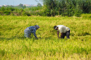 پیش‌بینی ۷۱.۶ میلیارد تومان اعتبار برای اجرای طرح جهش تولید برنج