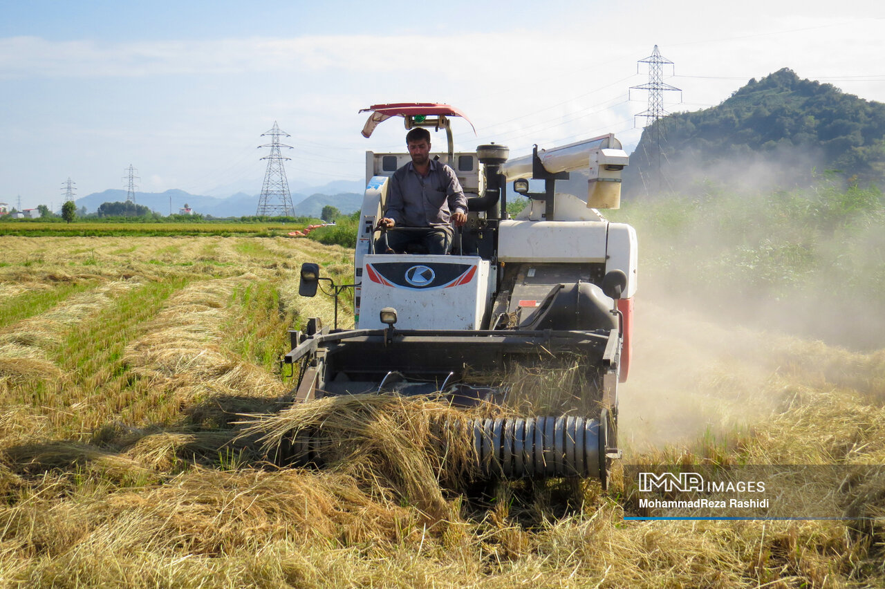 چالشهای کشاورزان در فصل برداشت برنج / گنجی که با رنج میسر نمیشود