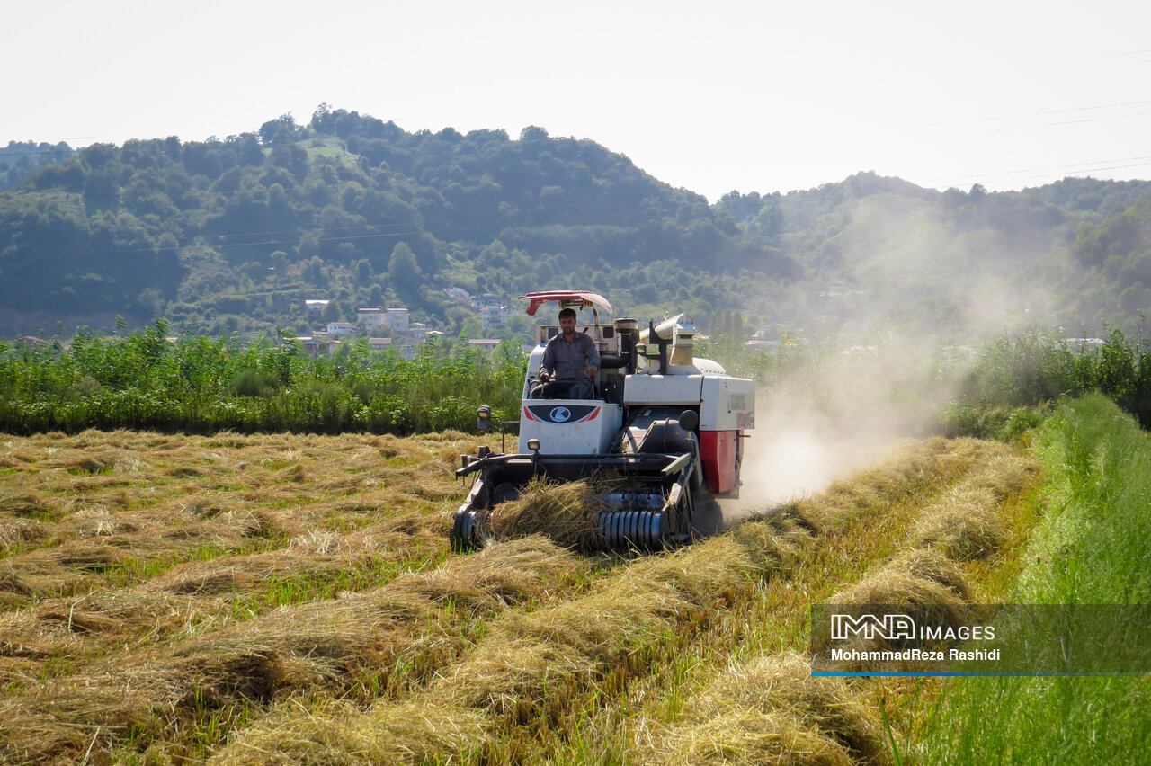 بازی بُرد بُرد دلالان در بازار برنج