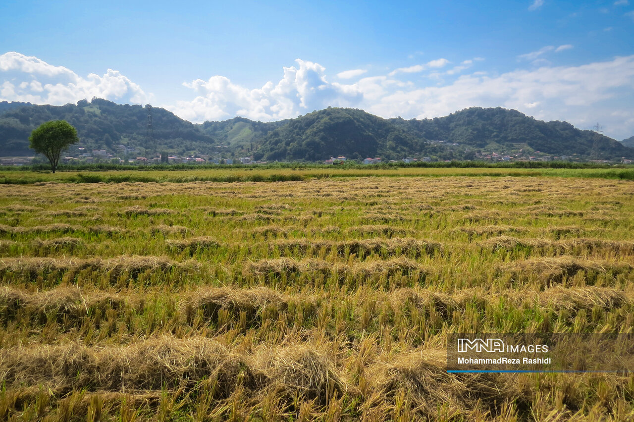 بازی بُرد بُرد دلالان در بازار برنج