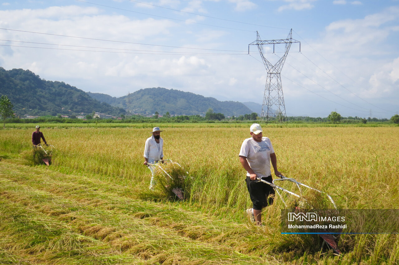 بازی بُرد بُرد دلالان در بازار برنج