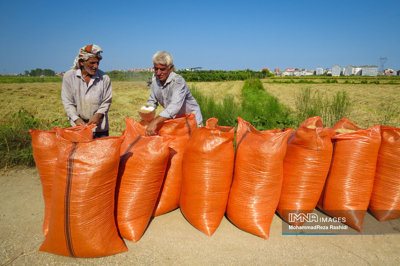 برداشت ۷۵ درصدی محصول برنج از شالیزارهای گیلان