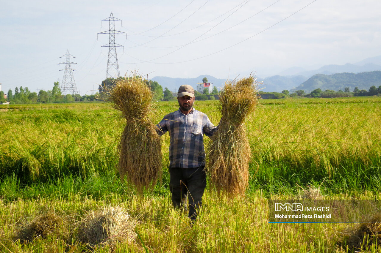 بازی بُرد بُرد دلالان در بازار برنج
