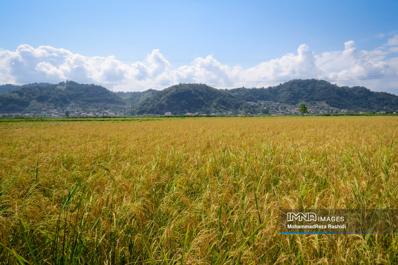 برداشت ۷۵ درصدی محصول برنج از شالیزارهای گیلان