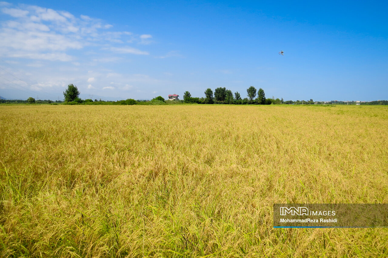 کیفیت برنج ایرانی، عامل موفقیت در بازارهای بینالمللی