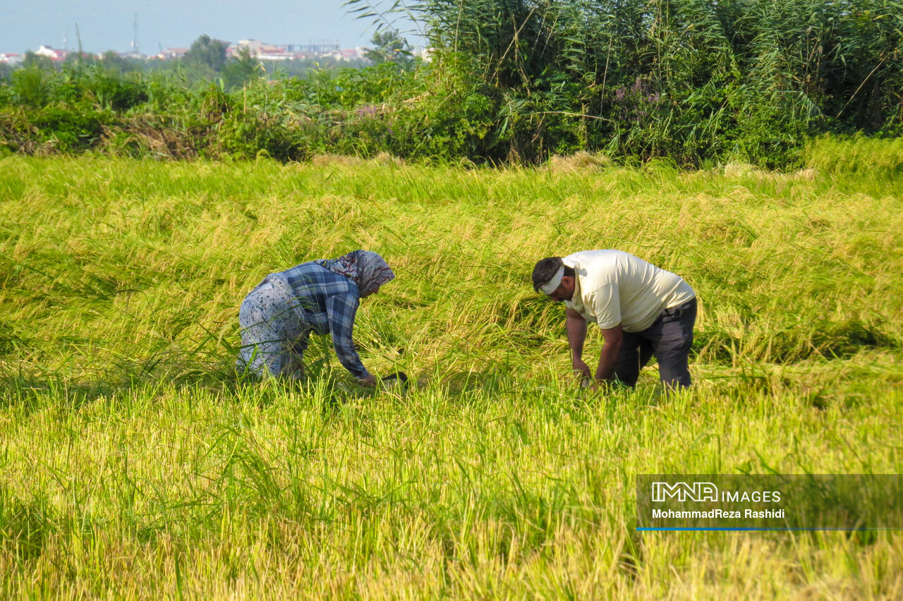 بازی بُرد بُرد دلالان در بازار برنج