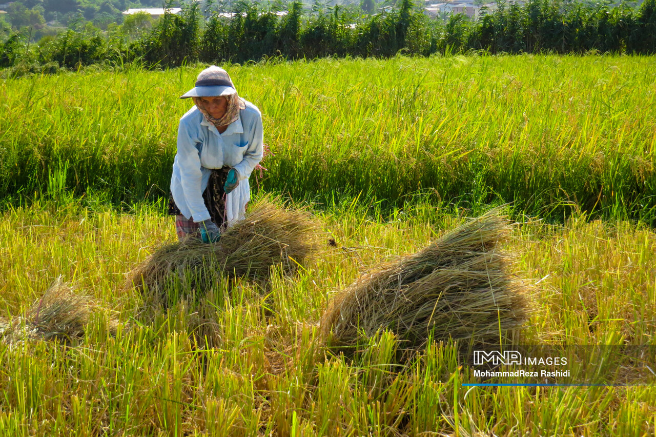 قیمت برنج در بازار آذر ۱۴۰۴ | جدول کامل نرخ برنج ایرانی و خارجی