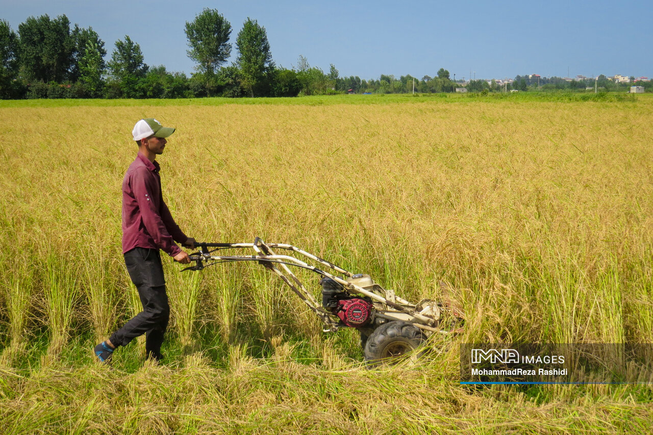 چالشهای کشاورزان در فصل برداشت برنج / گنجی که با رنج میسر نمیشود