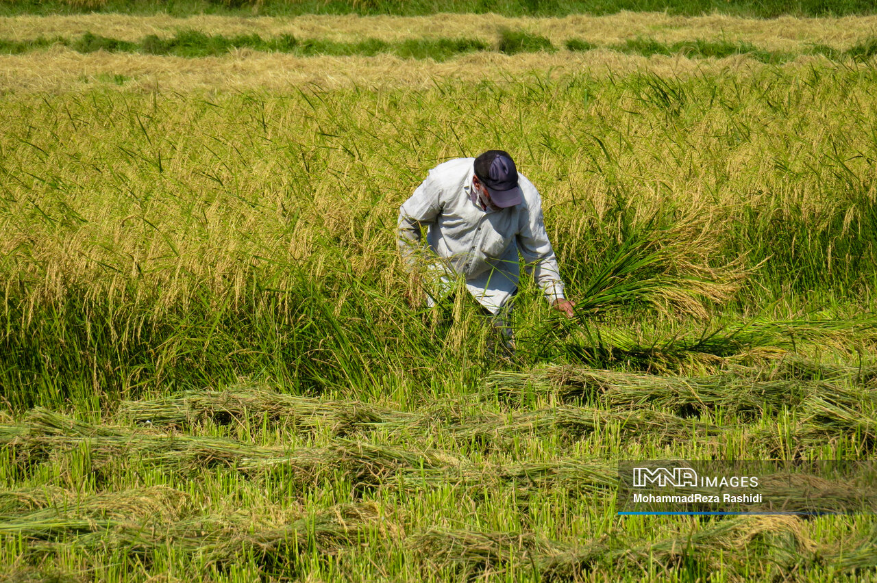 دولت مابهالتفاوت ارز وارداتی را در راستای حمایت از تولیدکنندگان تخصیص دهد