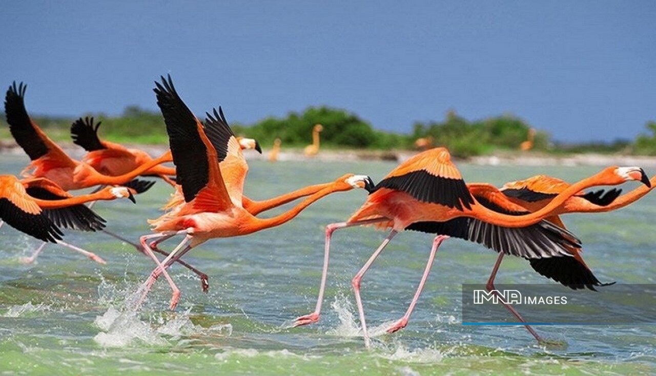 Lake Urmia's Southern Shore Sees Rise in Migratory Birds