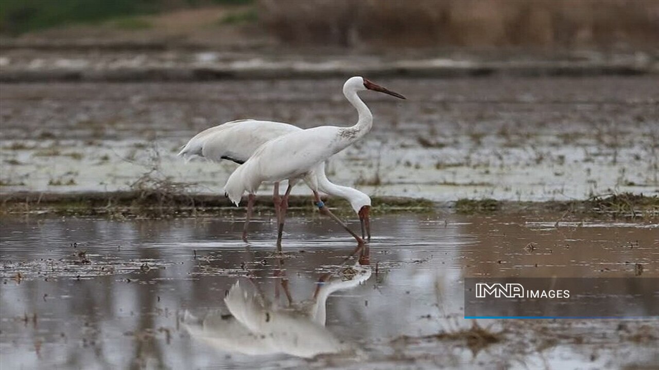 Lake Urmia's Southern Shore Sees Rise in Migratory Birds