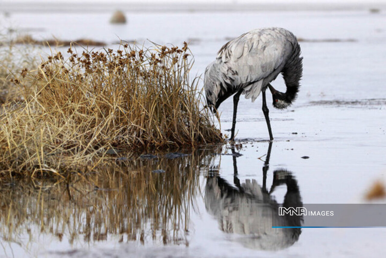 Lake Urmia's Southern Shore Sees Rise in Migratory Birds