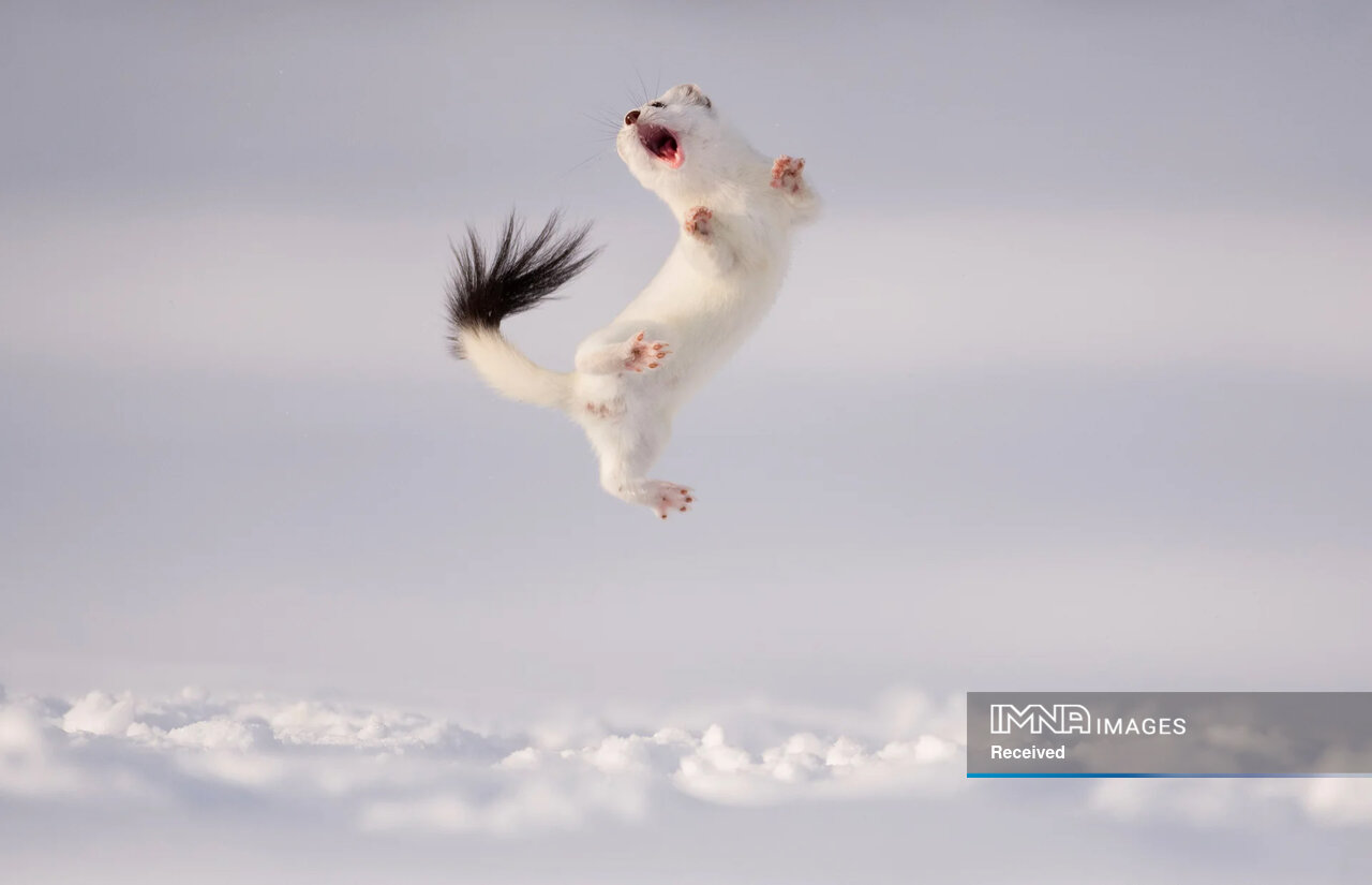 داستان برترین عکسهای حیاتوحش ۲۰۲۴ چیست؟