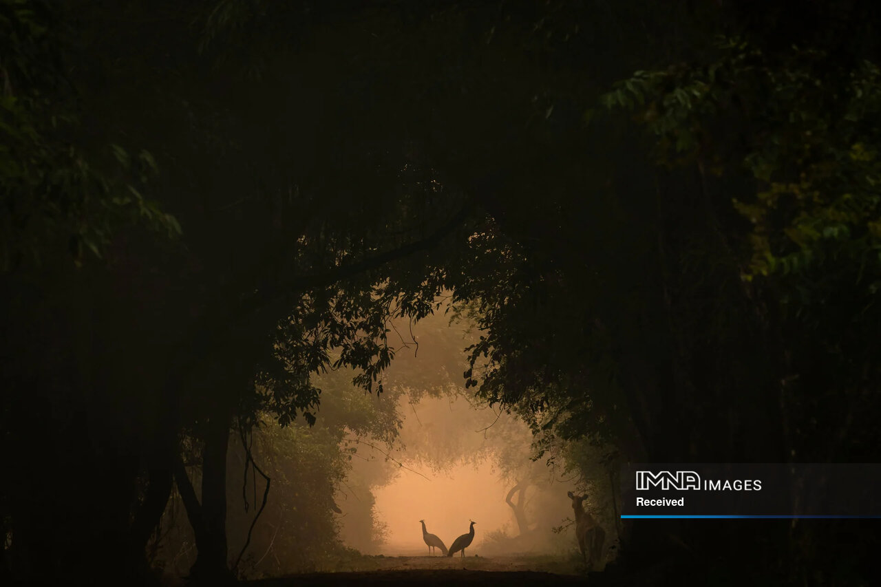 داستان برترین عکسهای حیاتوحش ۲۰۲۴ چیست؟