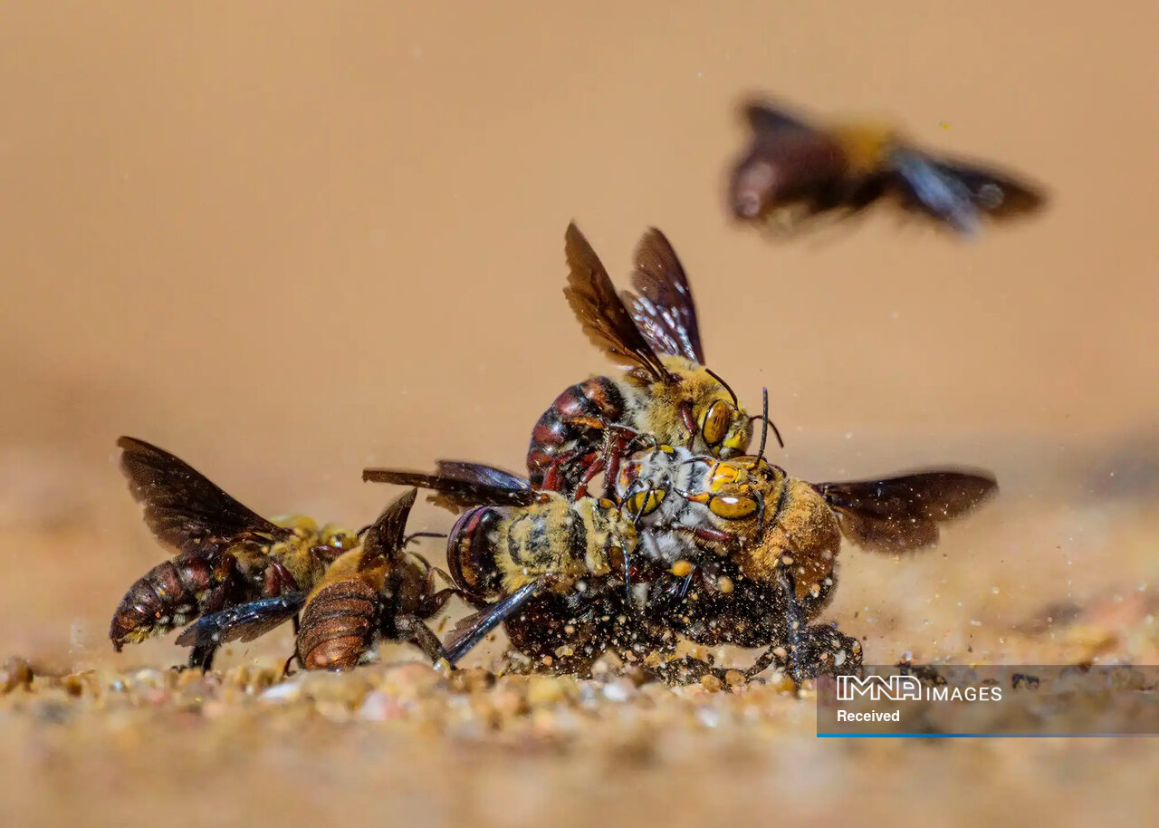 داستان برترین عکسهای حیاتوحش ۲۰۲۴ چیست؟