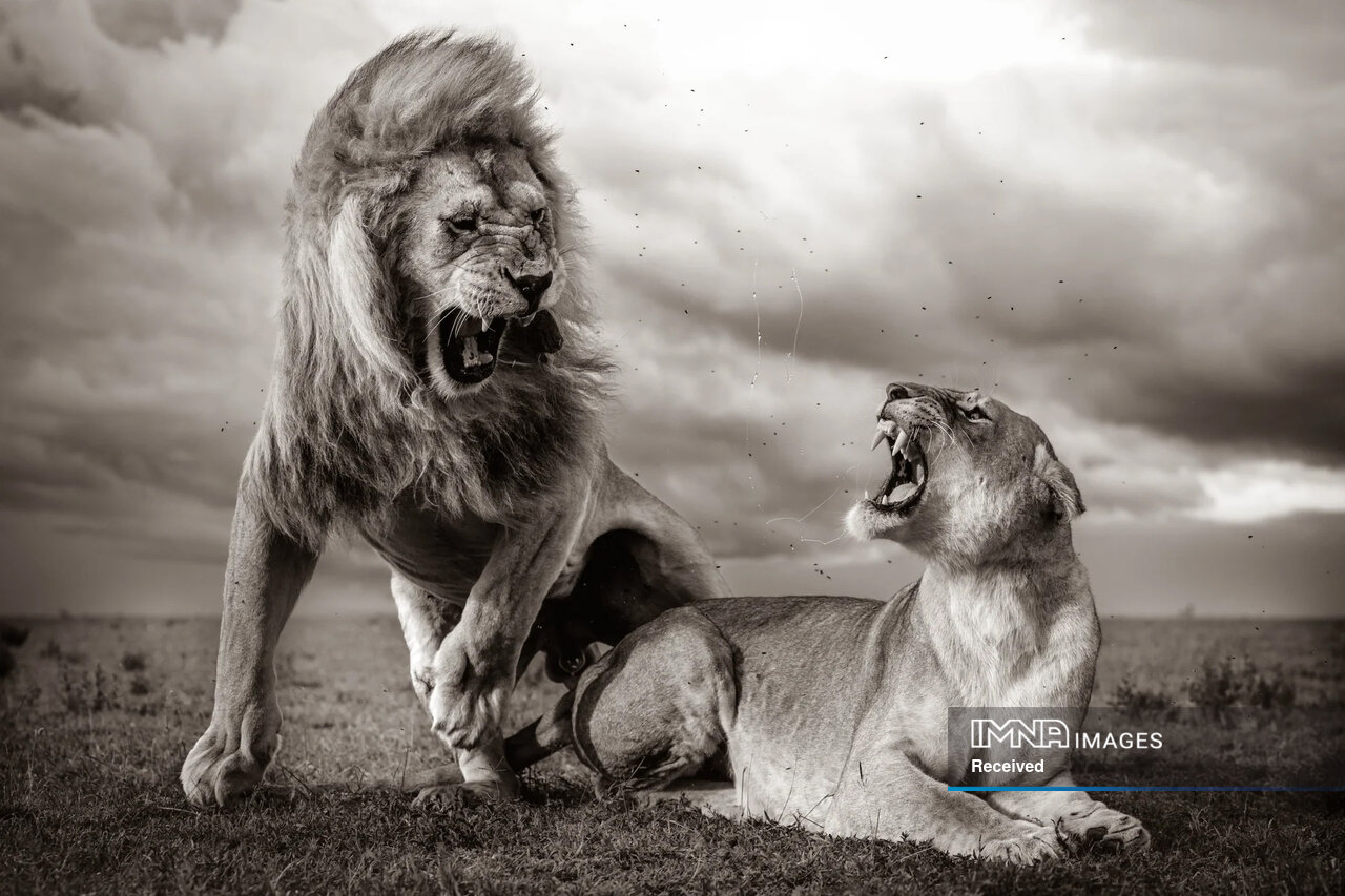 داستان برترین عکسهای حیاتوحش ۲۰۲۴ چیست؟