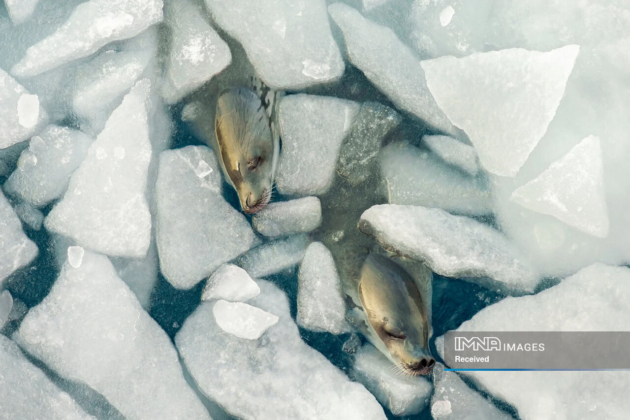 داستان برترین عکسهای حیاتوحش ۲۰۲۴ چیست؟