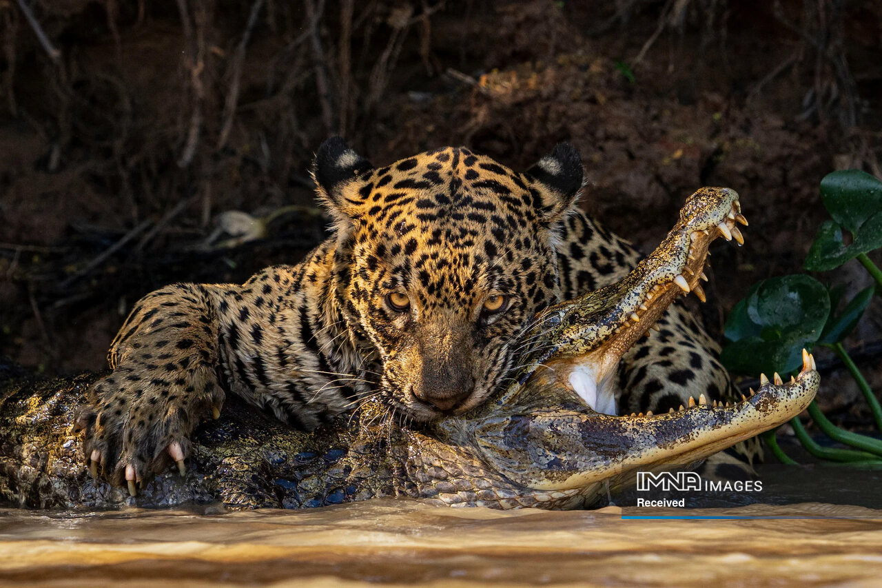 داستان برترین عکسهای حیاتوحش ۲۰۲۴ چیست؟