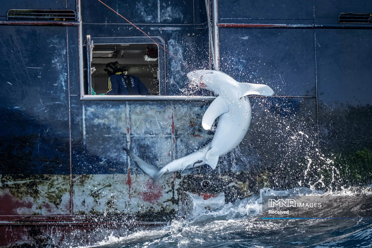 داستان برترین عکسهای حیاتوحش ۲۰۲۴ چیست؟