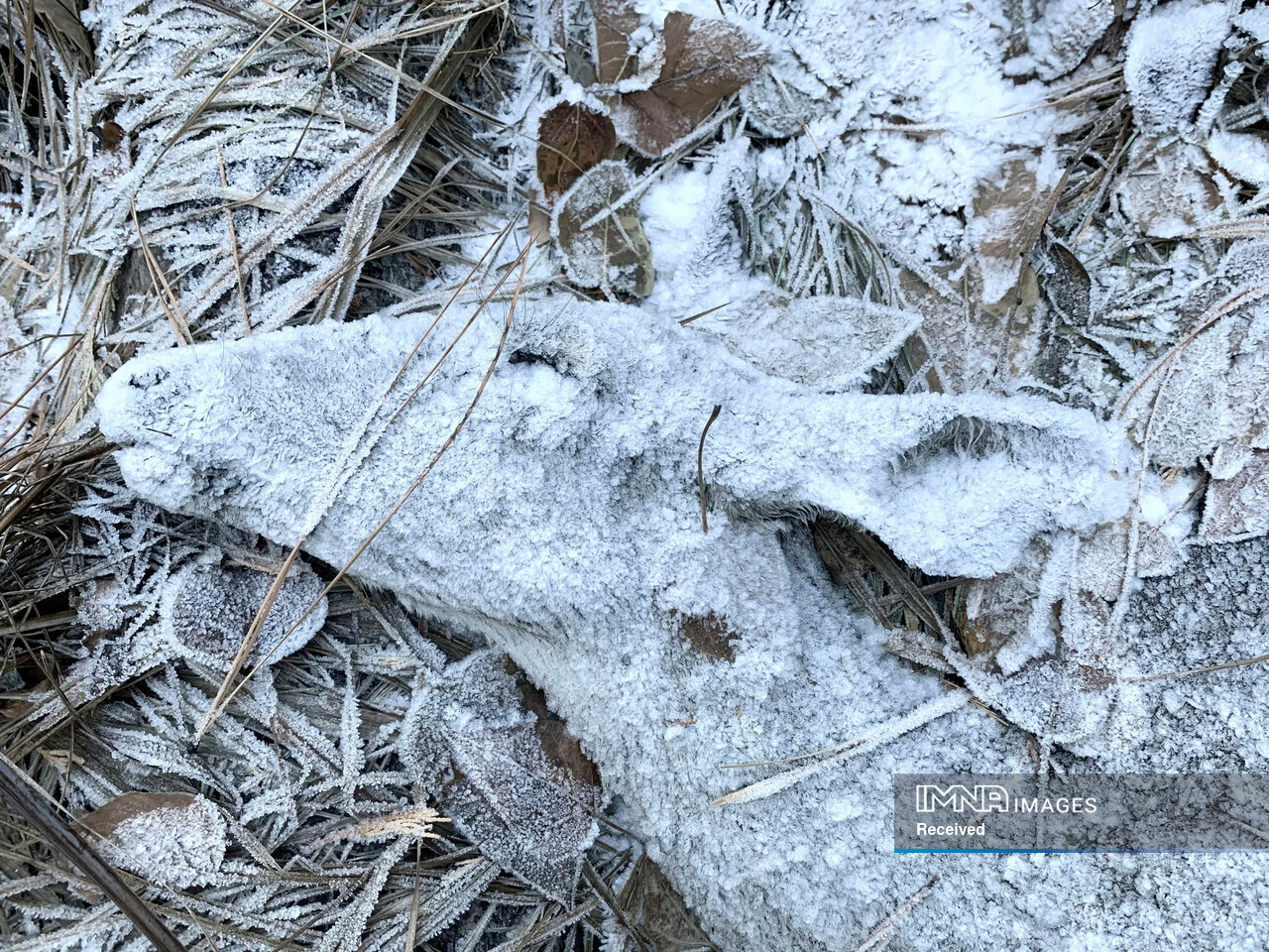 داستان برترین عکسهای حیاتوحش ۲۰۲۴ چیست؟