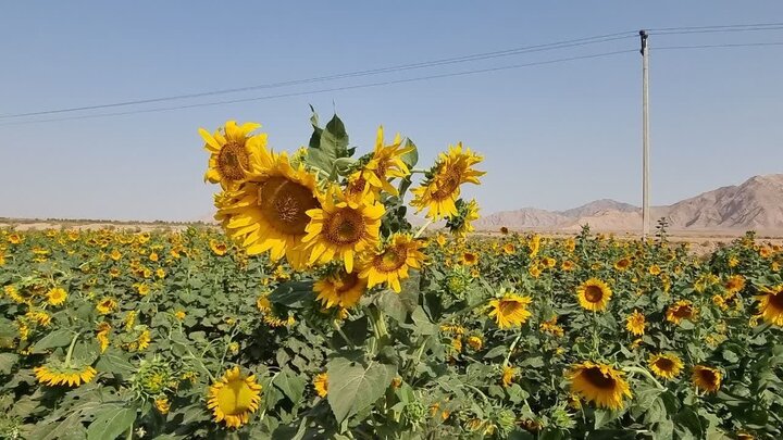 خودنمایی شراره‌های آفتابگردان در مزارع زیرکوه+ فیلم