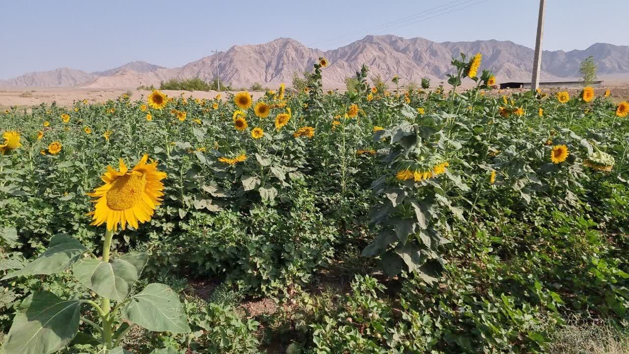 خودنمایی شراره‌های آفتابگردان در مزارع زیرکوه