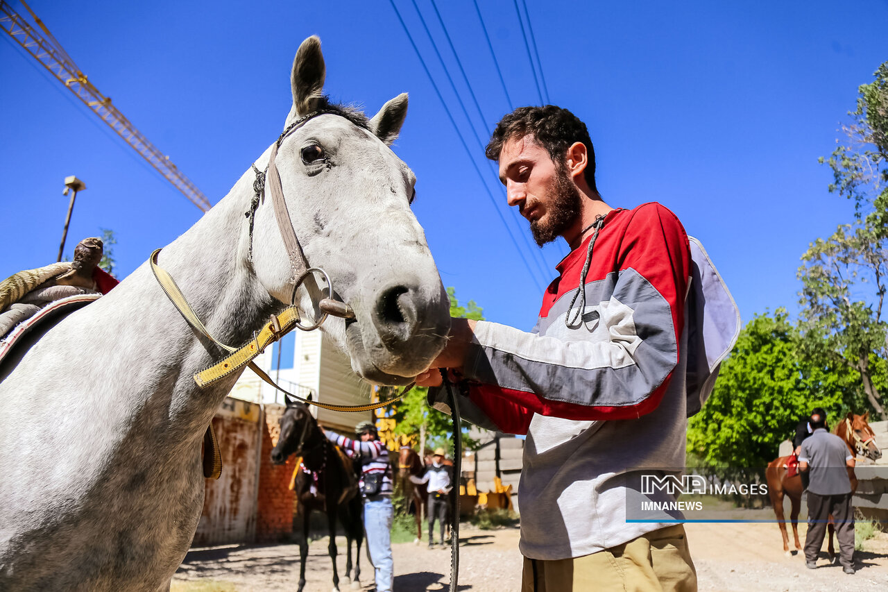 مسیر رونق صنعت اسب، فرصتی که نباید از دست برود