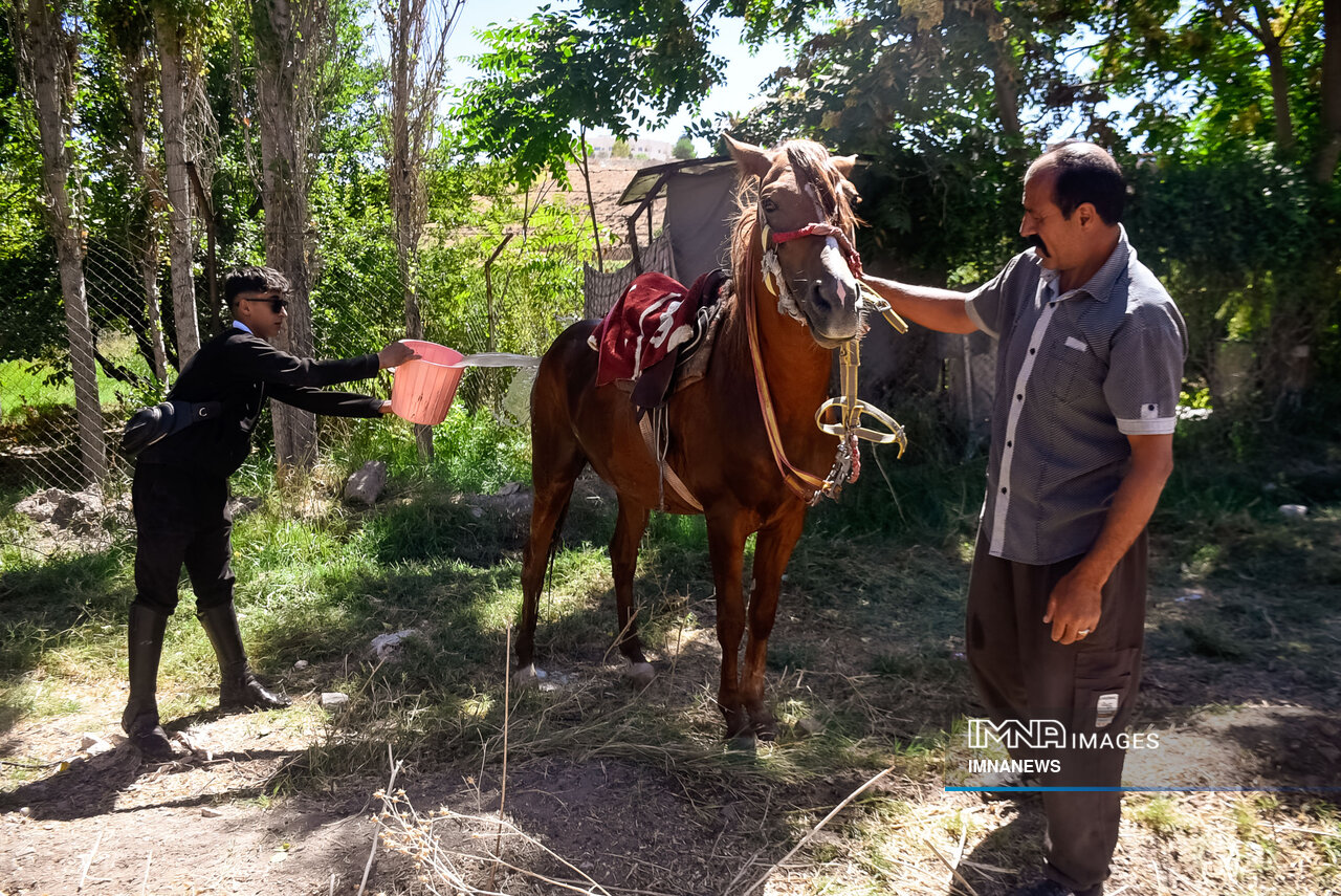 مسیر رونق صنعت اسب، فرصتی که نباید از دست برود