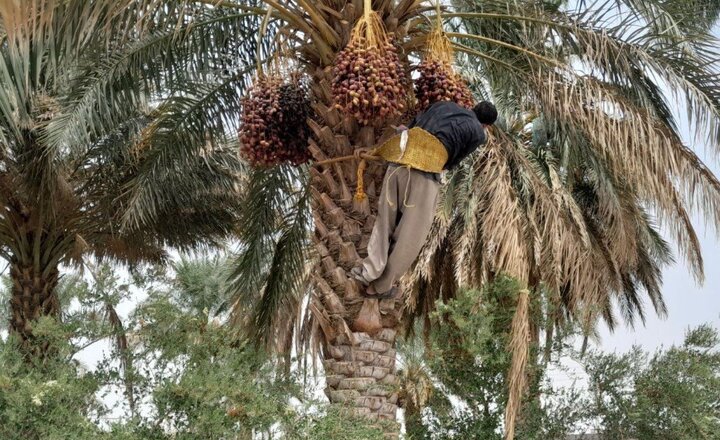 تولید بیش از ۴۰۰ تن خرما در شهرستان مهران