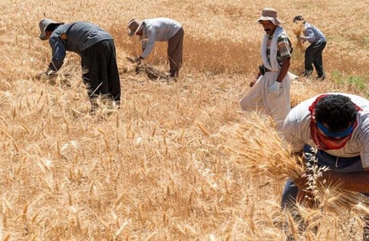 پرداخت نشدن ۳۷ درصد از مطالبات گندم‌کاران کشور