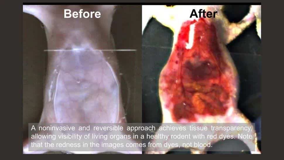 دانشمندان با استفاده از رنگ خوراکی، بدن موشهای زنده را شفاف کردند