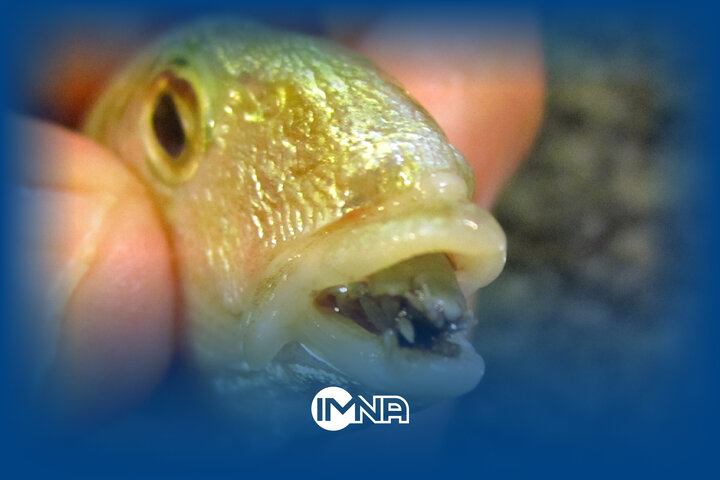 فیلم| یک موجود وحشتناک؛ شپش زبان‌خوار چگونه کار می‌کند؟