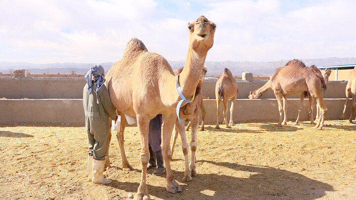 لنگرهایی که کشتی بیابان را زمین‌گیر کرد/از موانع مدیریتی تا زنجیره تامین و بازار
