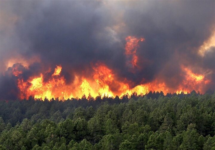 Human Activities Drive Forest Fires, Environmental Degradation