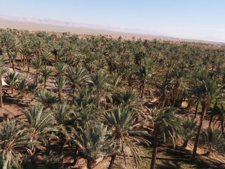 ایجاد نخلستان ۴۰۰ هکتاری در شهر ملی حصیربافی