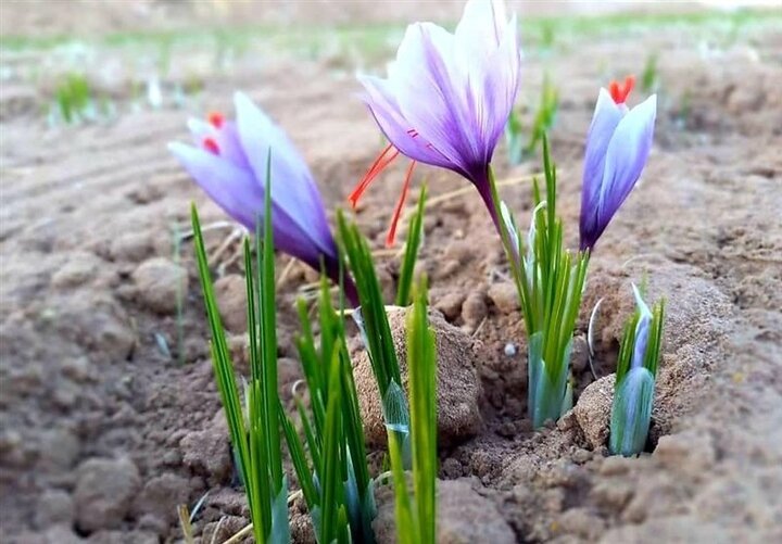 برداشت نوبرانه زعفران در گلستان آغاز شد