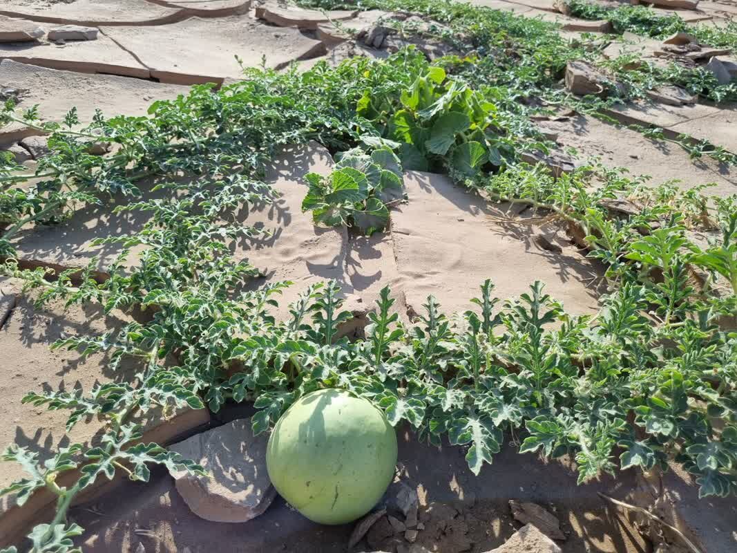 توازن نیتروژن، کلید تولید محصولات صادراتی