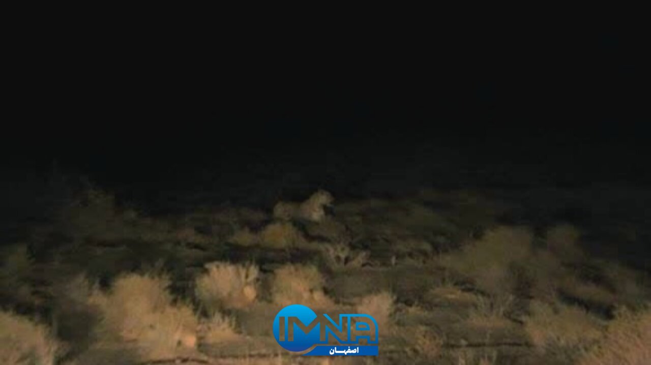 مشاهده مستقیم پلنگ ایرانی در بهشت گربهسانان ایران + عکس و فیلم