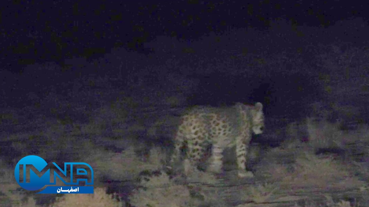 مشاهده مستقیم پلنگ ایرانی در بهشت گربهسانان ایران + عکس و فیلم