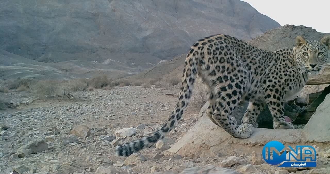 مشاهده مستقیم پلنگ ایرانی در بهشت گربهسانان ایران + عکس و فیلم