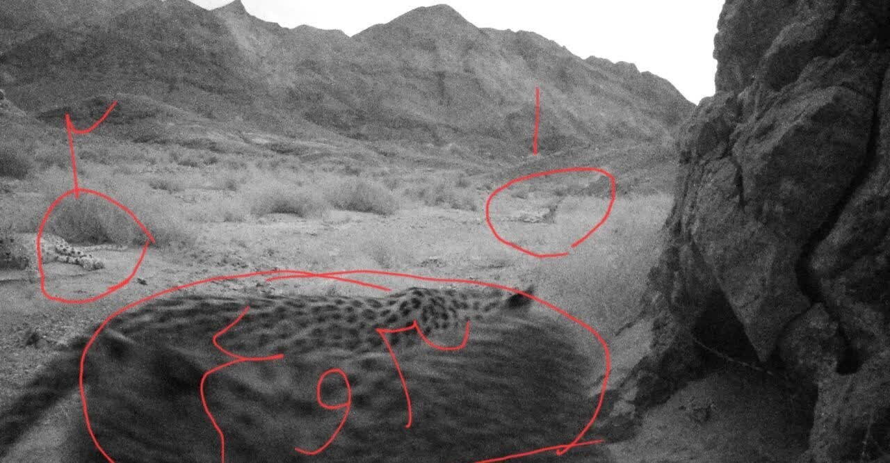 مشاهده مستقیم پلنگ ایرانی در بهشت گربهسانان ایران + عکس و فیلم