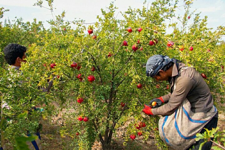 برداشت ۱۱۰۰ تن  انار از باغات چهارمحال‌وبختیاری