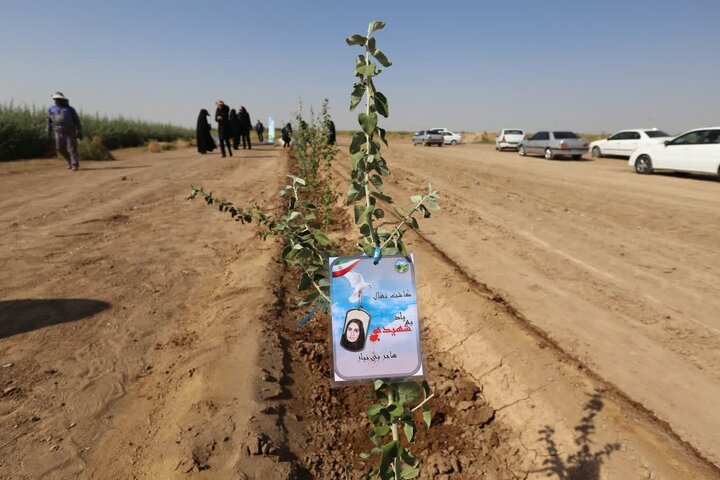 کاشت ۹۶ نهال به یاد زنان شهید کرمان