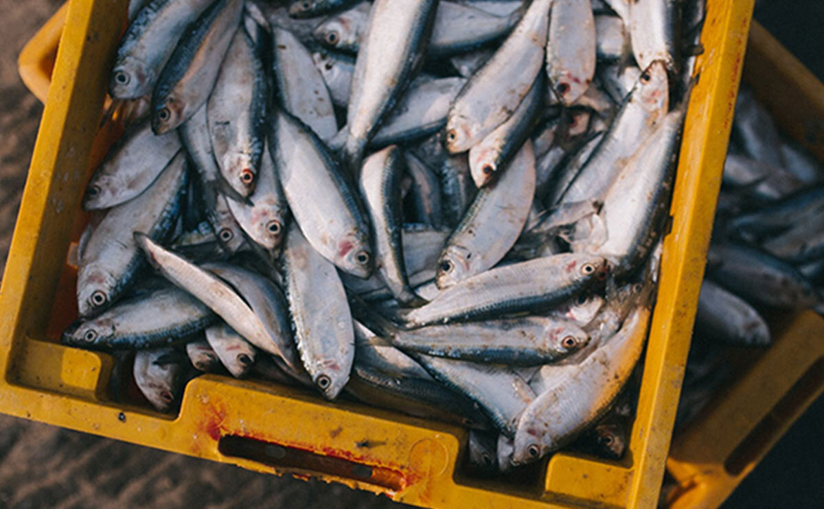 چالشهای شیلات در شرق اصفهان/ آیا پرورش ماهی جایگزین کشاورزی در شرق اصفهان میشود