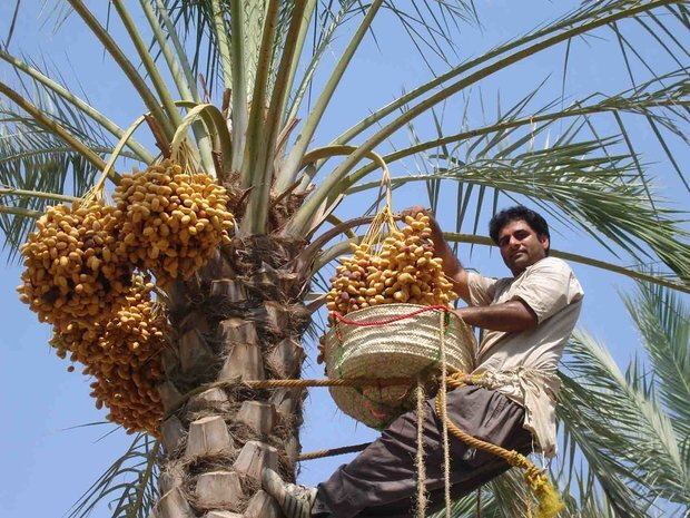 برداشت خرما در سیستان‌وبلوچستان، موتور اشتغال و توسعه اقتصادی