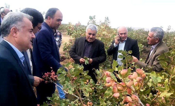 ضرورت ترویج تبدیل باغات درجه ۳ سیب به باغات پسته در راستای احیا دریاچه ارومیه