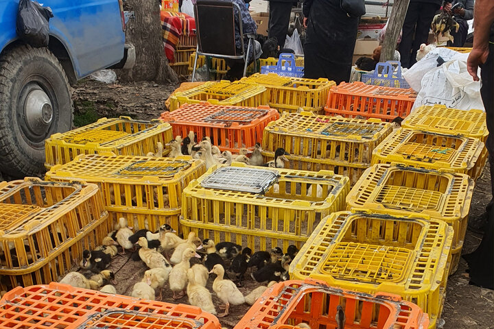 بهترین راه کسب درآمد در روستاها بهترین راه کسب درآمد در روستاها